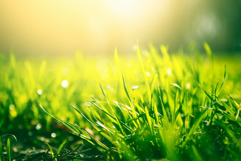 Green Grass Background with Sun Light Stock Photo - Image of flora, field:  153364856