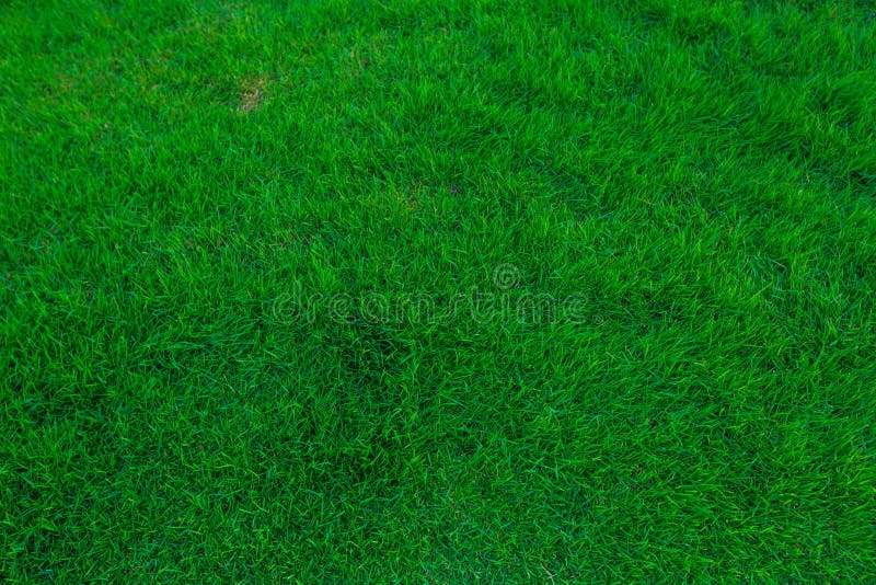 Green Grass for background and texture