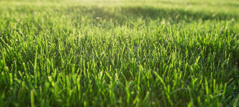 Green Grass Background Texture. Top View. Stock Image - Image of meadow ...