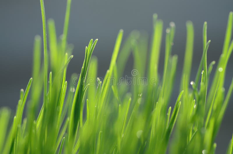 Green Grass Backgrounds