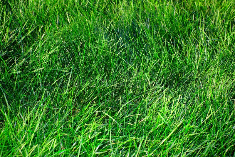 Green grass. stock image. Image of back, gardening, herb 88126581