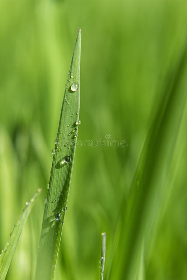 Green Grass Blade Water Drop Stock Photo Image of closeup, green