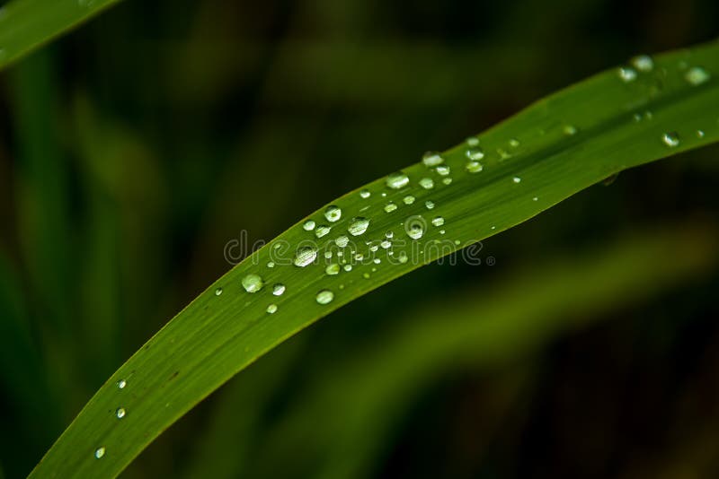 Green Grass Blade with Water Drops on Surface Stock Photo Image of