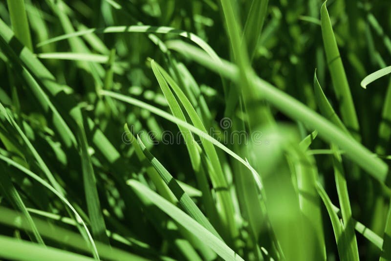 Green Grass Blades stock photo. Image of vibrant, texture 227028