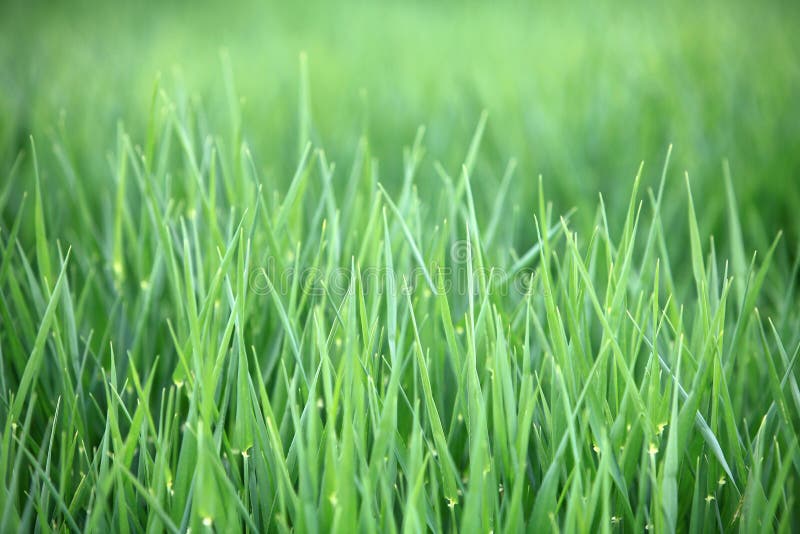 Green Grass Blades Background Stock Photo Image of texture, freshness