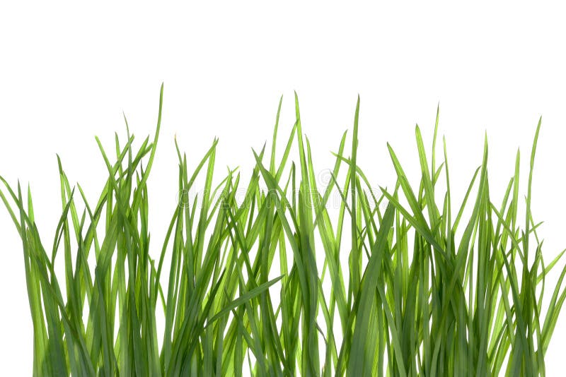 Green Grass royalty free stock image