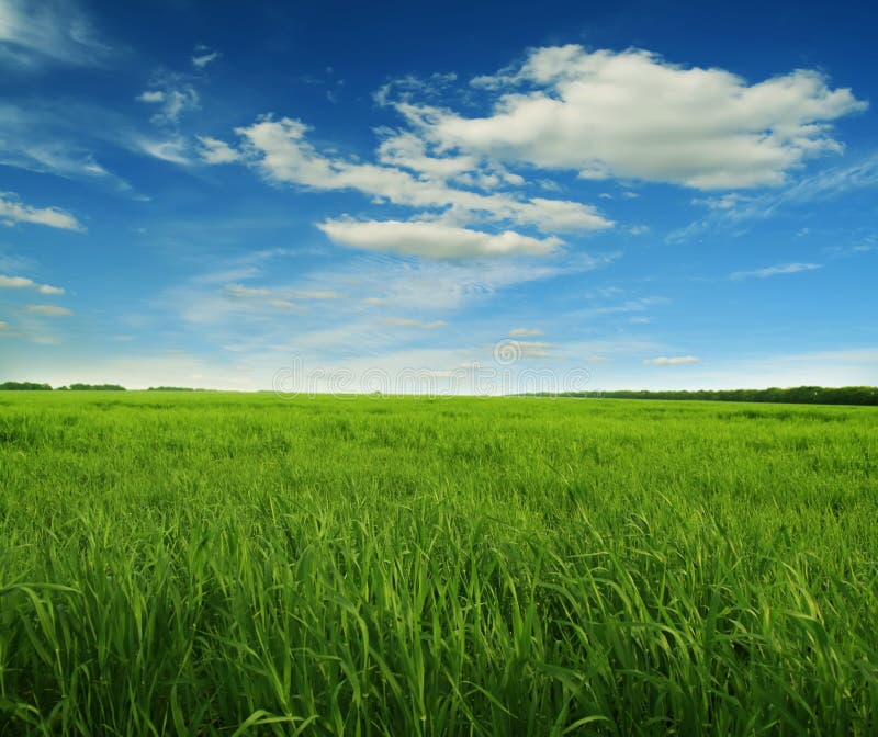 Green grass and blue sky stock image. Image of blue, green - 12531263