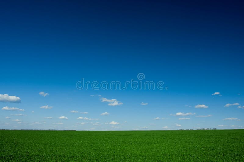 Green grass and blue sky