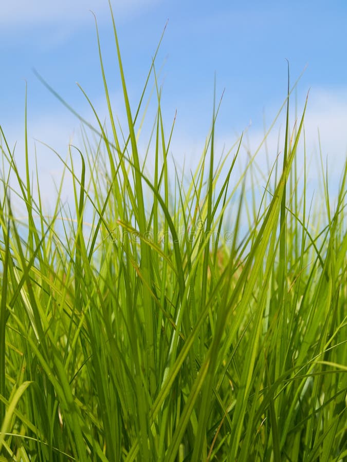 Green grass and the blue spring sky royalty free stock photo