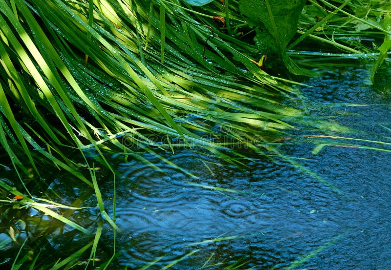 Green grass and blue water