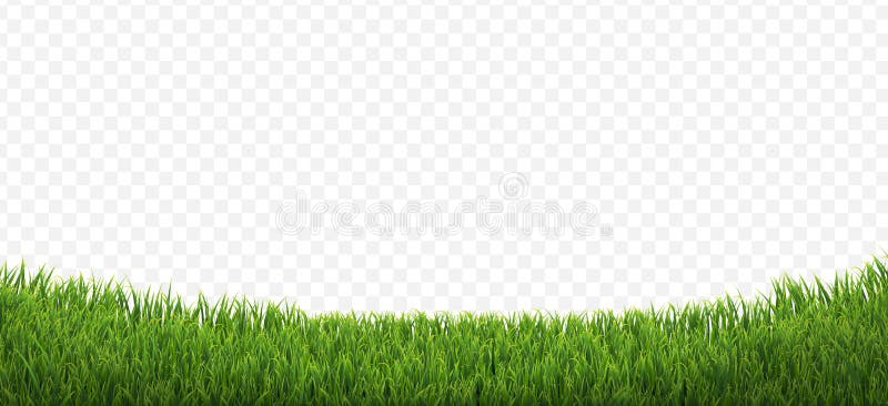 Green Grass Border Isolated Transparent Background. With Gradient Mesh, Vector Illustration