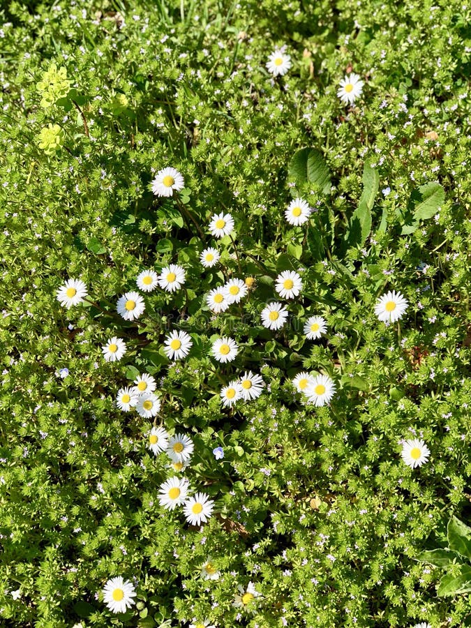 Group of daisies stock photo. Image of flowers, daisies 113758632