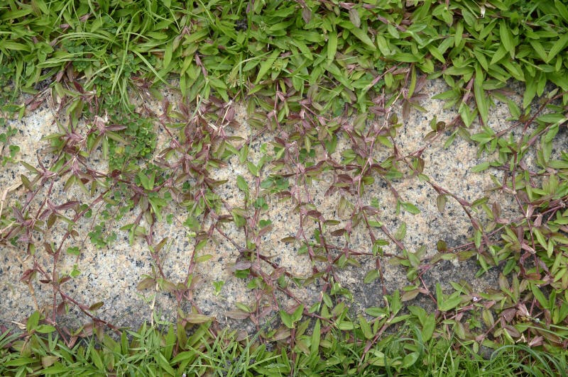 Green Grass on Cement Floor Stock Image Image of floor, natural 80603525
