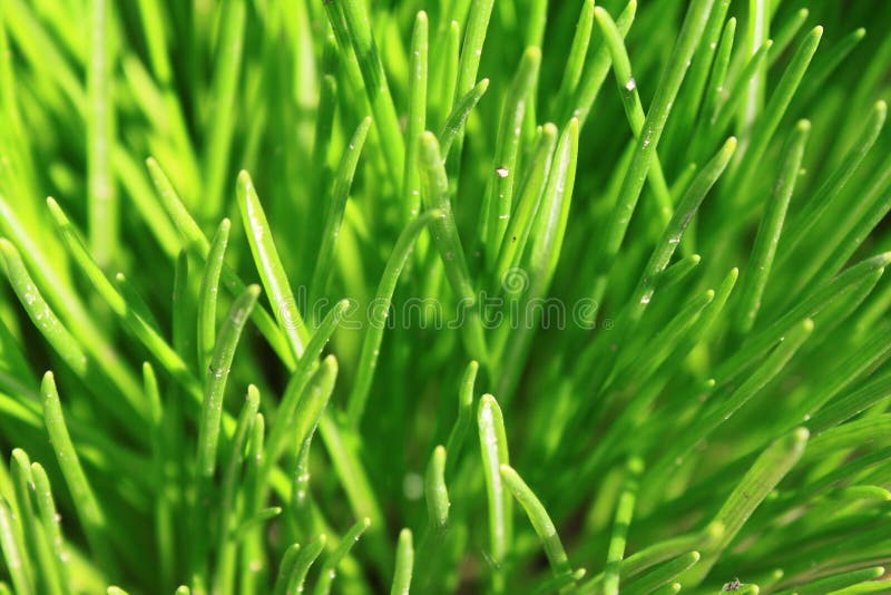 Green grass close-up