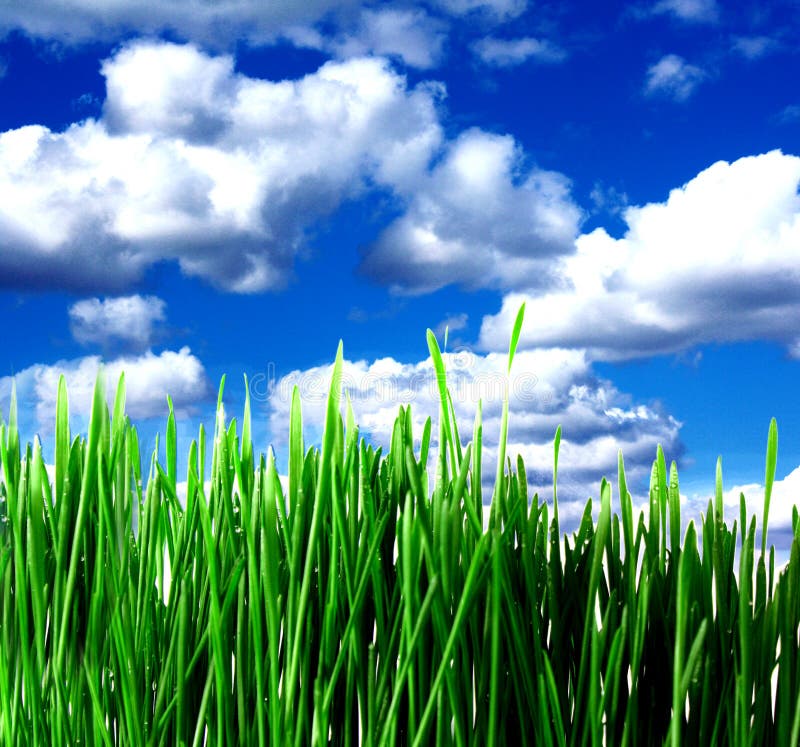 Green grass and clouds stock photo. Image of nature, plant - 12156200