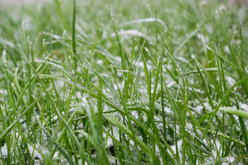 Green Grass Covered by the First Snow on Lawn. Green Grass Sprouts from