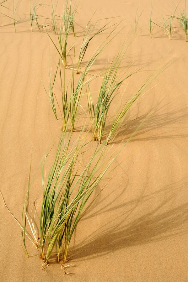 Green grass in the desert stock photo. Image of dune 28105426