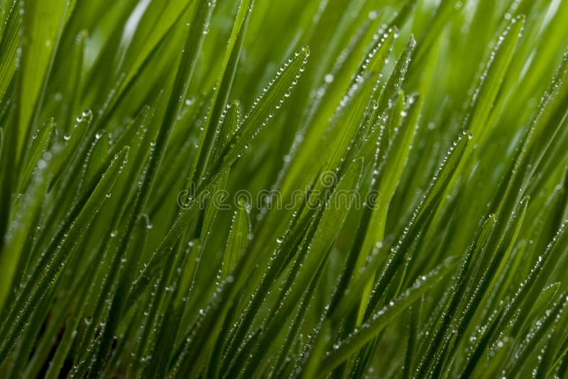 Green grass with dew