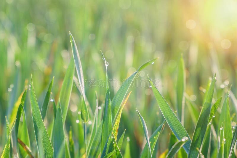 Green grass with drops of dew at sunrise. Beautiful morning sunlight spring season.