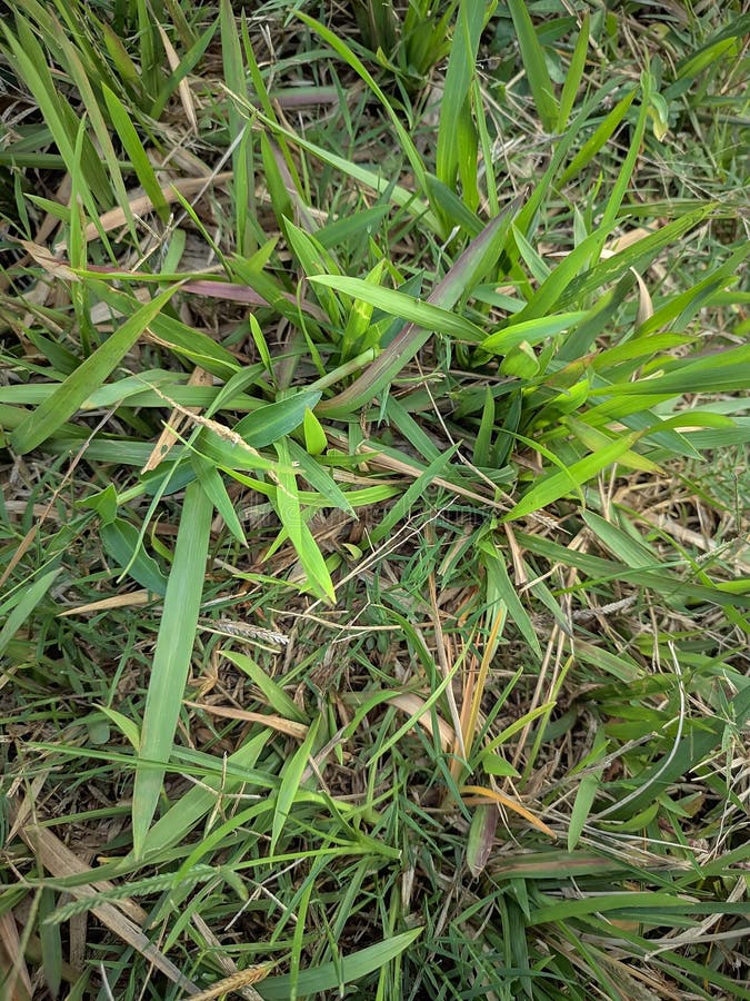Green Grass among the Dry Grass Stock Photo Image of tree, crop 226728096
