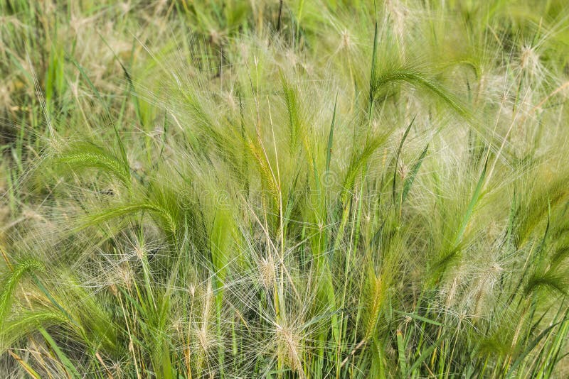 Green grass feather grass in the field royalty free stock image Green grass feather grass in the field royalty free stock image
