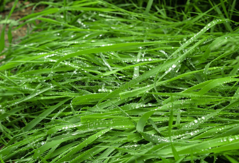 Rain Fell Heavily All Day Because There`s A Storm. Stock Image Image