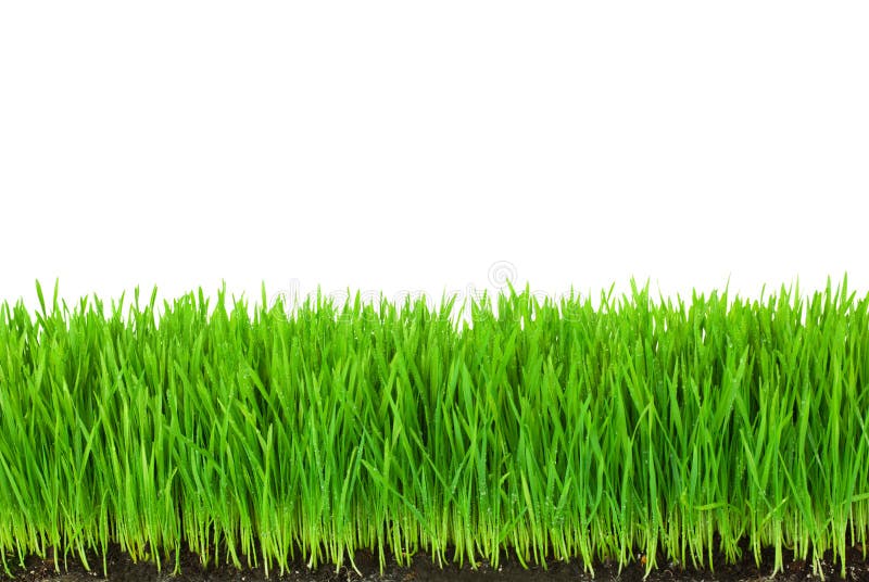 Green Grass with Fertile Soil and Drops Dew stock photography