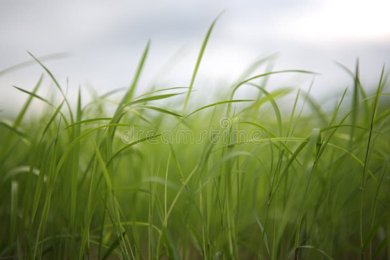 Green grass field