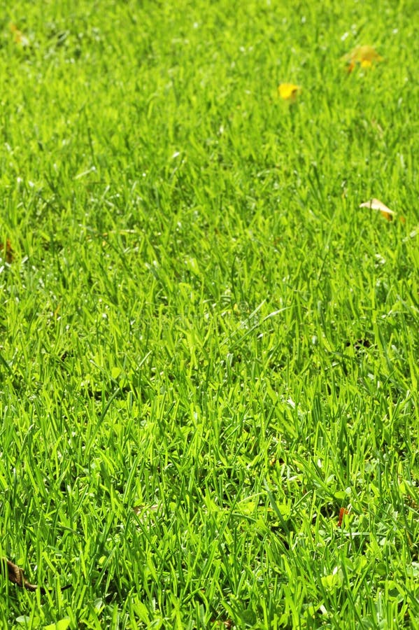 Green Grass Field royalty free stock image