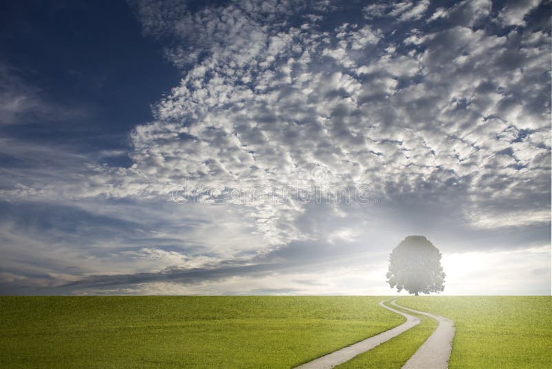 Green grass field