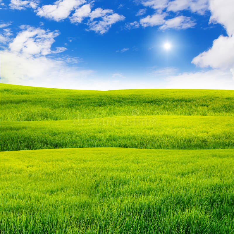 Green grass field with nice sky