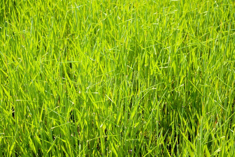 Green Grass Field Background Stock Photo - Image of plentiful, growing