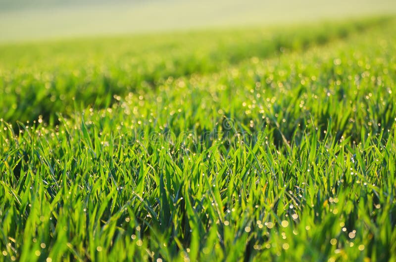 Green Grass Field Background Stock Image - Image of moravia, ecology