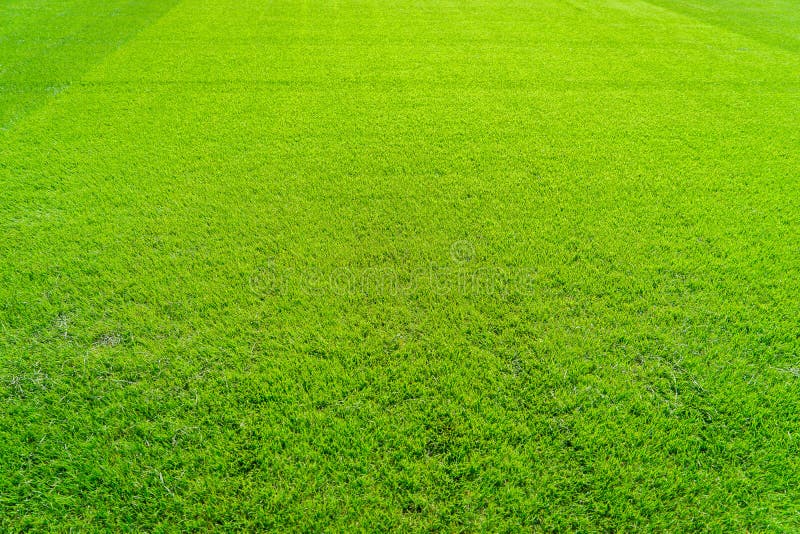 Green grass field background, texture, pattern stock images Green grass field background, texture, pattern stock images