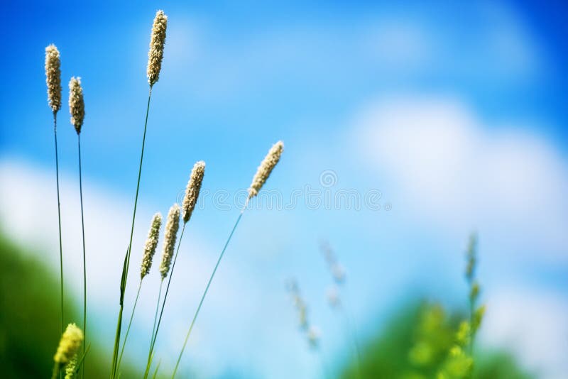 Green grass field blue sky and white clouds blurred background closeup, long stem spikes on wild meadow soft focus macro