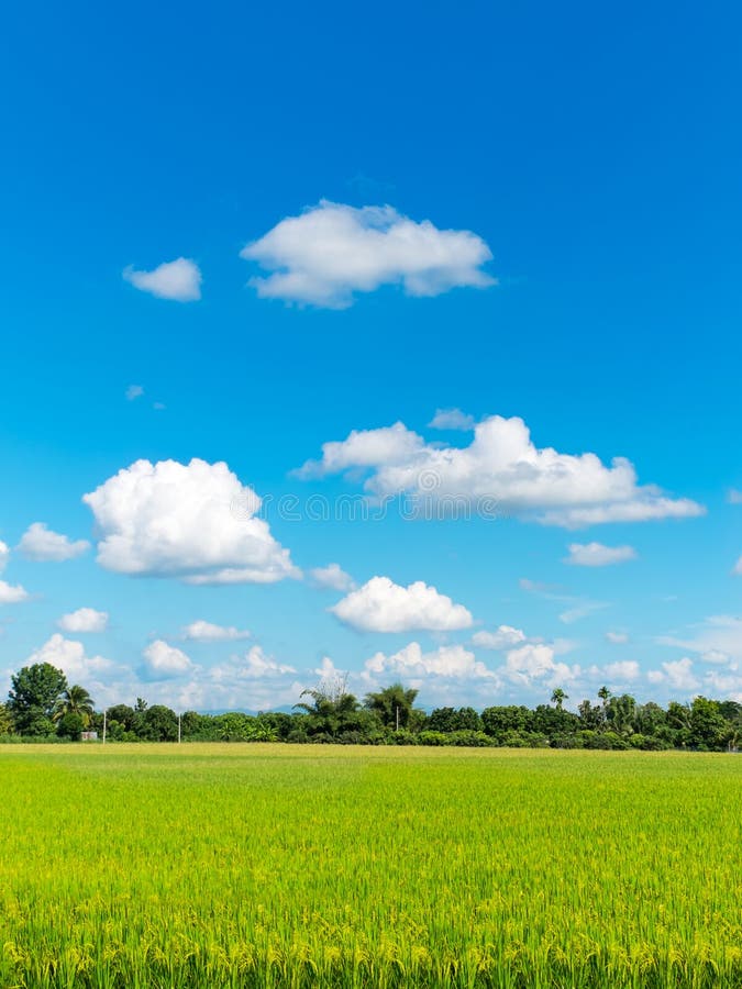 Vibrant roblox gfx with green grass landscape and blue sky