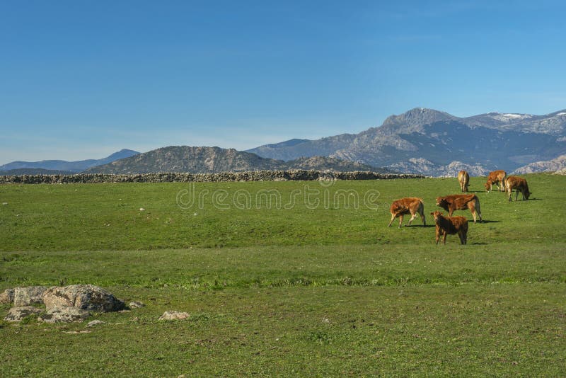 A Green Grass Field with Cows in Limousine Class Grazing Peacefully