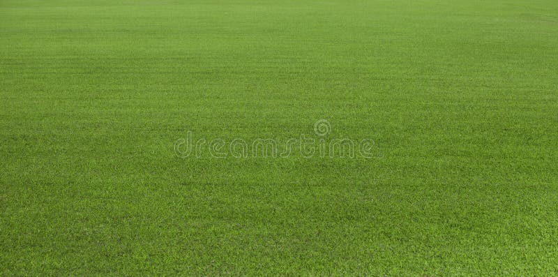 Green grass field for golf course, soccer, football, sport. Green grass, green lawn. Green turf grass texture and background for design with copy space for text or image. Green grass field for golf course, soccer, football, sport. Green grass, green lawn. Green turf grass texture and background for design with copy space for text or image.