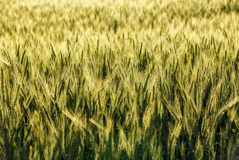 Field, Grass, Crop, Grass Family Picture. Image: 99300244