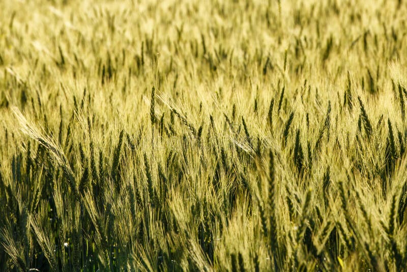Green Grass Field Rich Harvest Wheat Field Fresh Crop of Wheat Stock ...