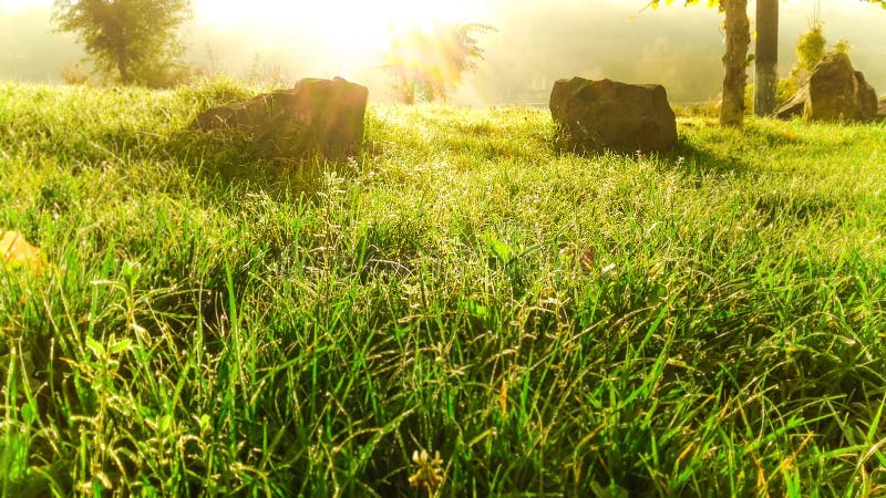 Green Grass Field Sunshine Morning Stock Image Image Of Fresh Grass