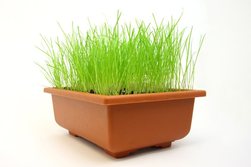 Green grass in flowerpot