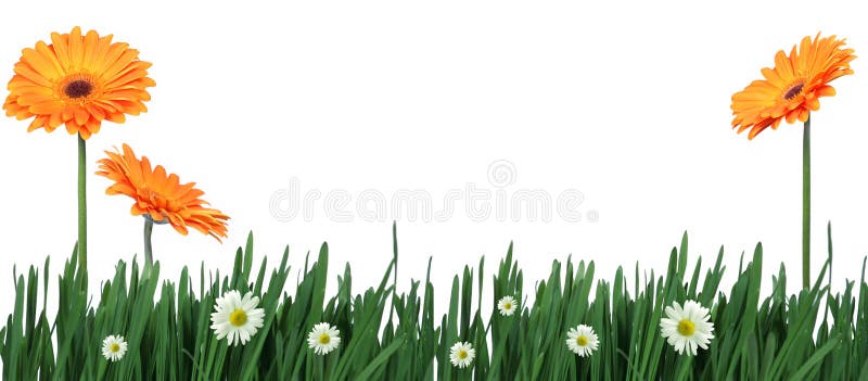 Green grass and flowers