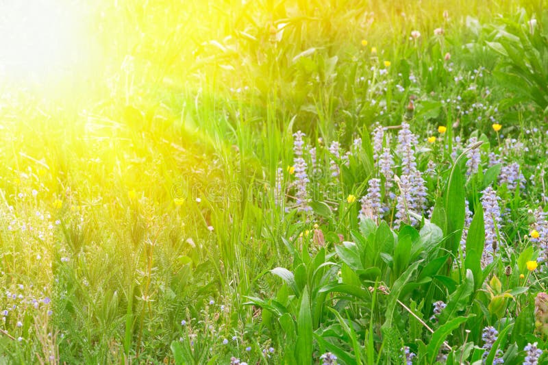 Green grass and flowers in sun rays