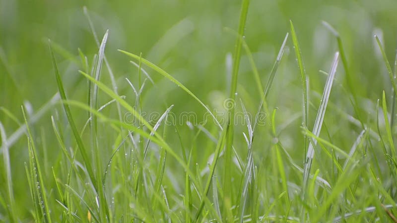 Green grass with focus point