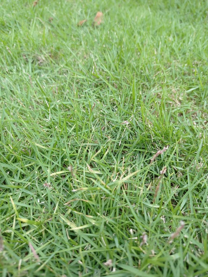 Green grass in a garden stock image. Image of grassland 202145863