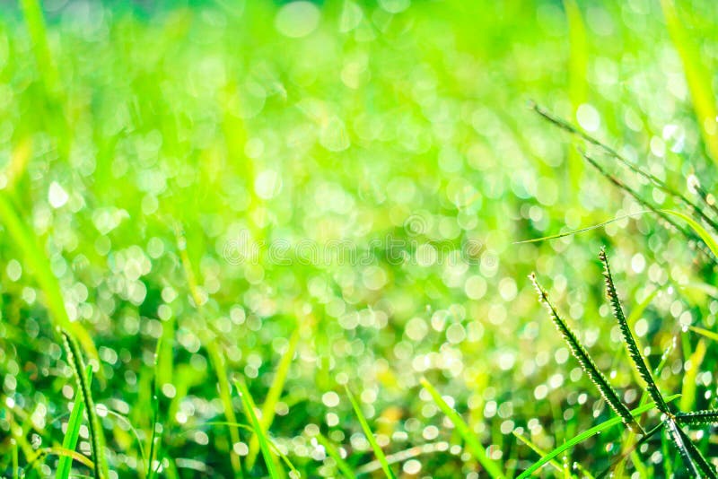 green grass in garden and blur of water drop on leaves in morning