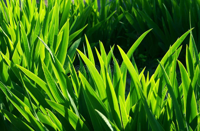 Green grass, green leaves stock photo. Image of grass 76943280