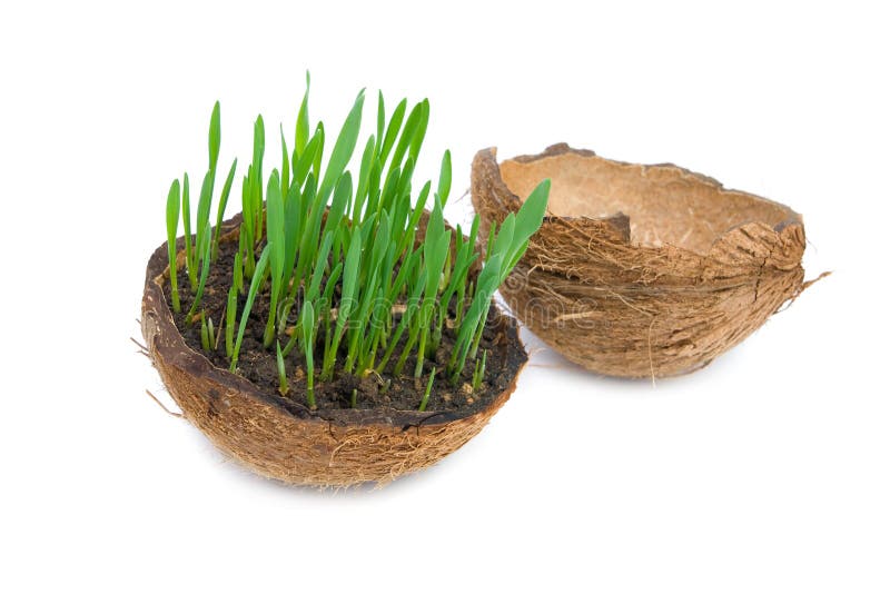Green Grass Growing from the Cracked Coconut. Stock Photo Image of