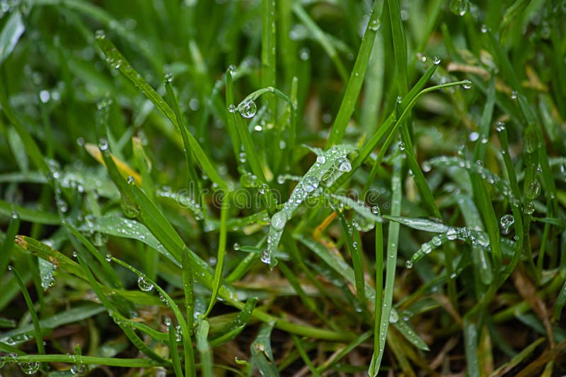 Green Grass Growing in Spring with Early Morning Dew Drops Stock Photo